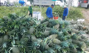 Đồng Tháp: Giá dứa tăng gấp đôi, nông dân phấn khởi
