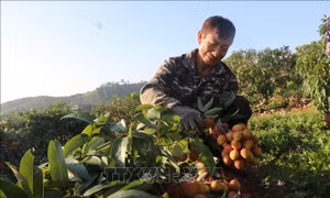 Nông dân 'chạy đua' với nắng thu hoạch vải sớm