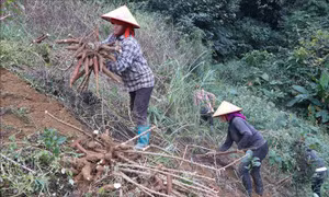 Sắn rớt giá mạnh, nông dân Lai Châu thất thu