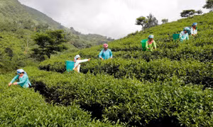 Bổ sung chính sách tín dụng phục vụ phát triển nông nghiệp, nông thôn 