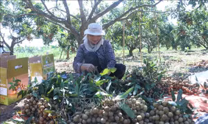Trải nghiệm mùa nhãn chín ở thủ phủ nhãn lồng Hưng Yên