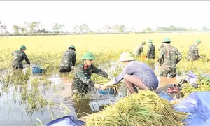 Lên kế hoạch phục hồi sản xuất sau bão lũ theo hướng linh hoạt, an toàn