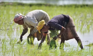 Hạt giống vô tính hứa hẹn thay đổi nông nghiệp toàn cầu