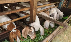 Giá dê thịt tăng, người nuôi yên tâm phát triển đàn