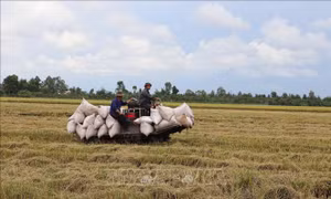 Liên kết sản xuất vụ Xuân Hè mang lại hiệu quả cao
