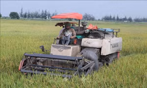 Năng suất lúa xuân tại Nam Định đạt gần 70 tạ/ha