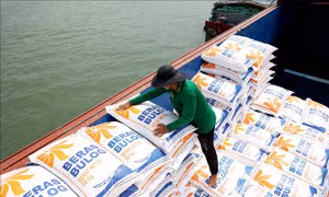 Nguồn cung tăng khiến giá gạo xuất khẩu đi xuống