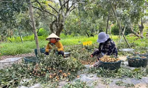 Nhãn vào mùa thu hoạch, giá giảm mạnh