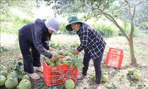 Nâng tầm kinh tế tập thể TP Hồ Chí Minh