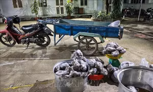 Tây Ninh bắt vụ vận chuyển trái phép 127 kg thằn lằn núi Bà Đen