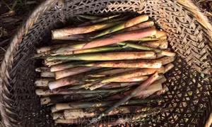 Thơm ngon 'chồi rừng' vùng Tây Bắc
