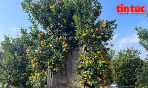 Độc lạ dòng quất ghép gỗ lũa hút khách dịp cuối năm