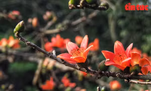 Ngắm hoa gạo nở đỏ rực bên những ngôi chùa nổi tiếng Hà Nội