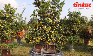 Cận Tết, khách săn tìm quất mini dáng độc lạ dù giá cao