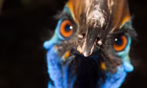 Cassowary: Chim 'khủng long hiện đại' khiến mọi người dân Australia đều dè chừng