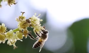 Phát hiện mới về khả năng phát hiện ung thư của ong và chó 