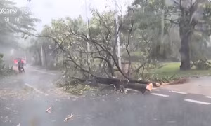 Video bão Kajiki quét qua đảo Hải Nam, Trung Quốc gây mất điện, cây đổ hàng loạt