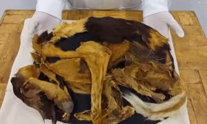 Video về loài chó được Peru công nhận là di sản văn hóa quốc gia