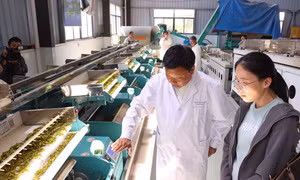 Nông nghiệp chất lượng cao trên vùng đất khô cằn: Hai mô hình thoát nghèo tiêu biểu ở quận Tân Châu, Vũ Hán