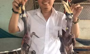 'Chân tướng' sự việc chim Hồng hoàng bị xẻ thịt tại Vườn Quốc gia Bù Gia Mập