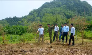 Không có việc vườn cam của người dân ở Hàm Yên bị phá hoại