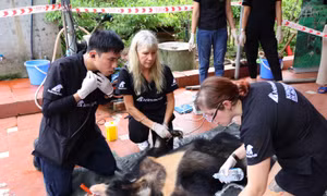 Cứu hộ thành công gấu ngựa cuối cùng bị nuôi nhốt tại Hà Nam