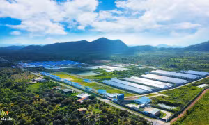 Gia Lai kỳ vọng trở thành trung tâm chăn nuôi công nghệ cao
