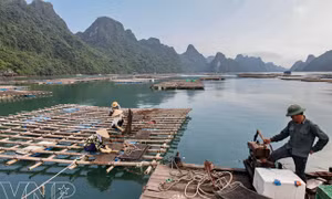 Đề xuất giải pháp phòng, chống dịch bệnh động vật thủy sản tại Quảng Ninh