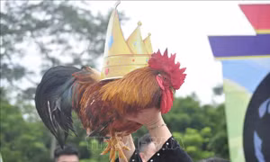 Thi ‘Vua gà’,’Hoa hậu gà’ - sản phẩm du lịch thú vị, độc đáo tại Quảng Ninh
