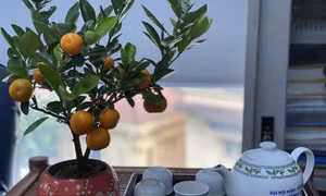 Thích thú với những chậu quất cảnh để bàn bé xíu