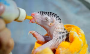 Ngắm những chú tê tê non bú bình thay sữa mẹ