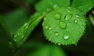 Đời người như chiếc lá