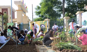 Hướng dẫn học sinh tiểu học trồng dược liệu thay thế mật gấu