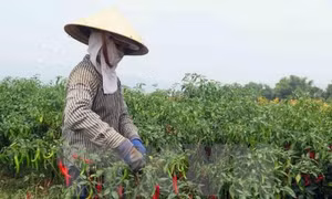 Malaysia tạm dừng nhập khẩu đối với ớt của Việt Nam