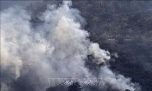 Algeria: Cháy rừng thiêu rụi 800 ha rừng, khiến ít nhất 10 trẻ em, 10 lính cứu hỏa thiệt mạng