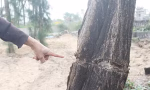 Xác minh vụ rừng dương hàng chục năm tuổi bị hủy hoại