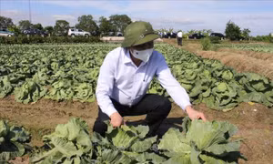 Bộ Nông nghiệp và Phát triển nông thôn kiểm tra sản xuất vụ Đông tại Hải Dương