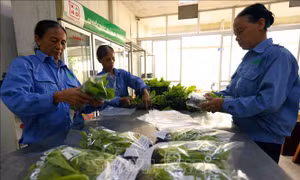 Hà Nội phát triển 29 chuỗi liên kết sản xuất với tiêu thụ nông sản