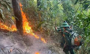 Cháy rừng phòng hộ tại Đèo Ngang nghi do đốt ong