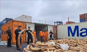 Khen thưởng thành tích phát hiện, bắt giữ khoảng 7 tấn ngà voi nhập lậu