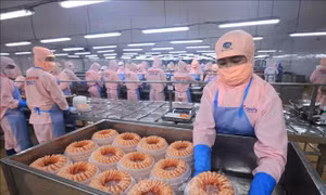 Nhân dân vùng cực Nam vững niềm tin đón Xuân mới
