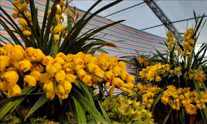 Thành tỷ phú phố núi nhờ trồng phong lan