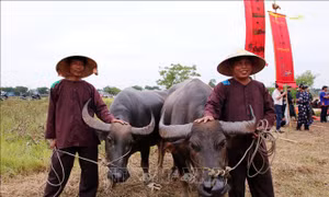 Độc đáo Lễ hội Mục đồng làng Phong Lệ