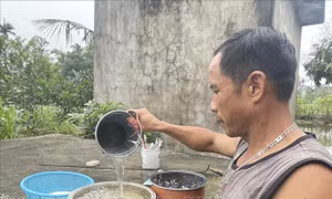 'Khát' nước sạch do xâm nhập mặn
