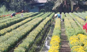 Hàng trăm loại hoa, cây cảnh mang hương Tết vùng miền Tổ quốc