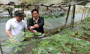 Khoảng trống trong quản lý rừng phòng hộ - Bài cuối