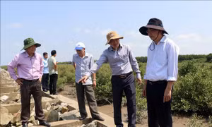 Khắc phục sạt lở bờ biển Cà Mau do biến đổi khí hậu 