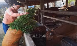 Bổ sung tiêu chí xác định người có thu nhập thấp