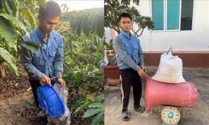 Nạn trộm cắp cà phê gây hoang mang cho các nông hộ Lâm Đồng