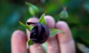 'Giải cứu' hoa hồng đen quý hiếm 